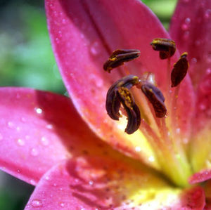 Meet your Posher, Charity